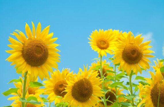 苦手なところはありませんか？小学生の夏期講習で苦手をなくす｜岡山県南区の加藤学習塾